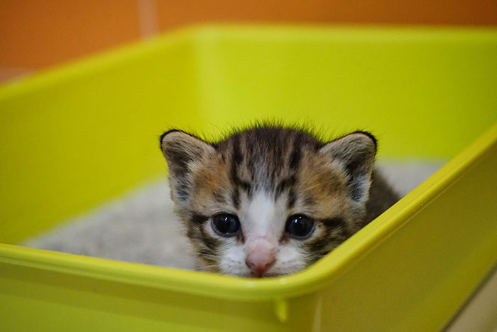 Kitten sitting in a bright yellow litter box, highlighting litter box use for cats.