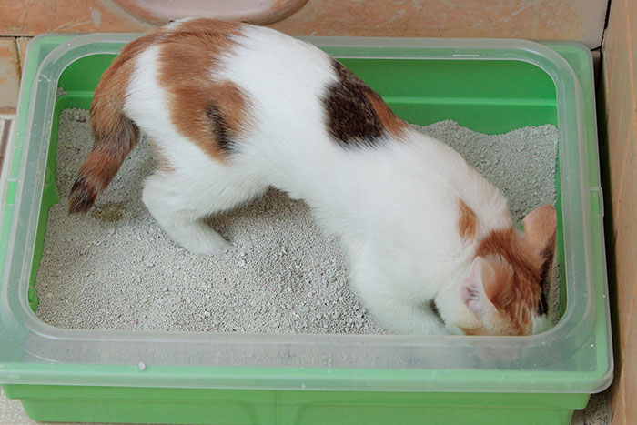 Cat using a litter box with green sides, digging in the litter.