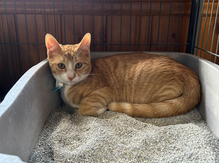 A cat laying in a litter box inside a pen, looking alert and comfortable.