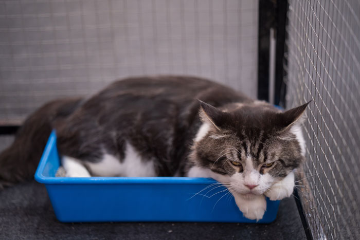 Cat laying in blue litter box, appearing calm, illustrating feline behavior insight.