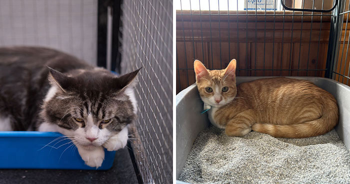 Why Is My Cat Laying in the Litter Box? A Vet’s Insight