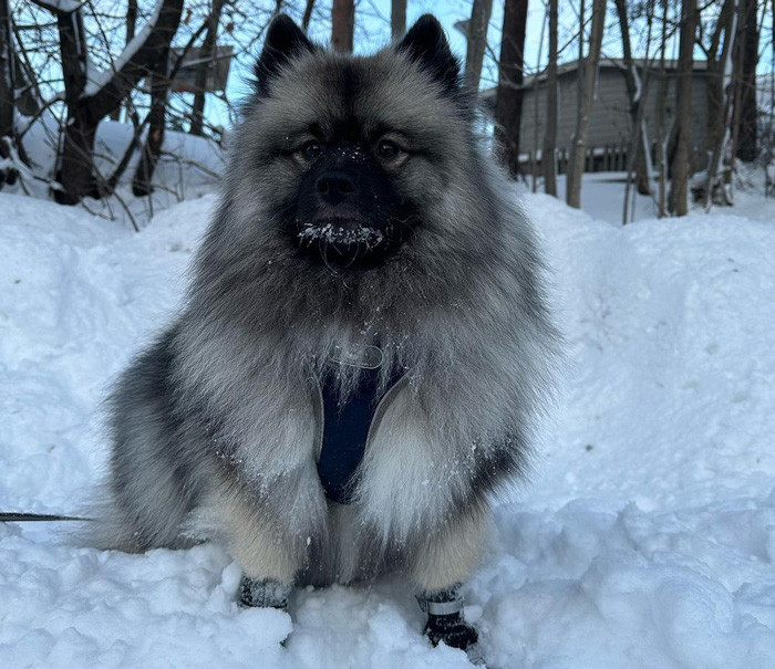 Fluffy winter dog breed with thick coat sitting in snowy landscape, ideal for cold climates.
