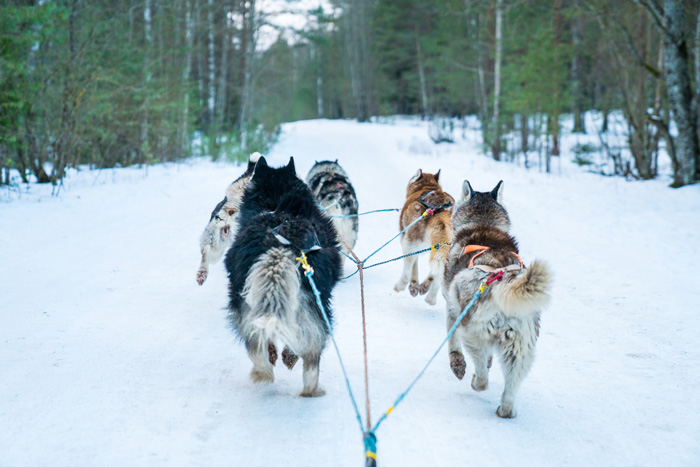 Sled dogs running on a snowy trail, exemplifying winter dog breeds for cold climates.