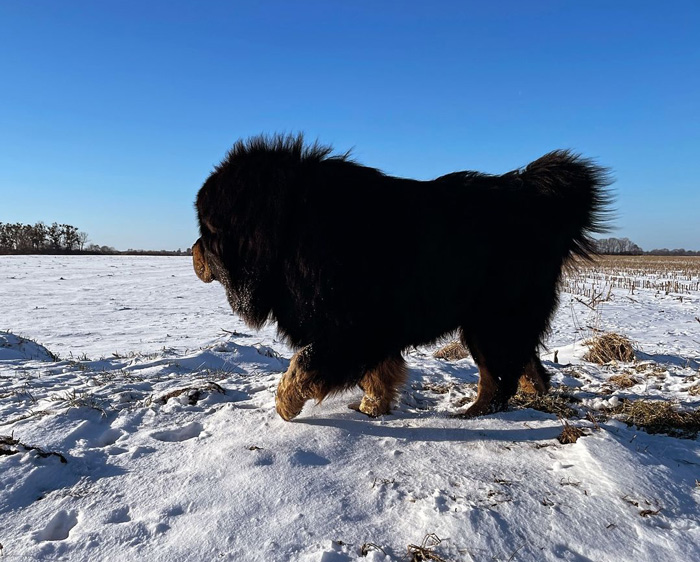Large fluffy dog walking on snowy terrain, ideal for cold climates.