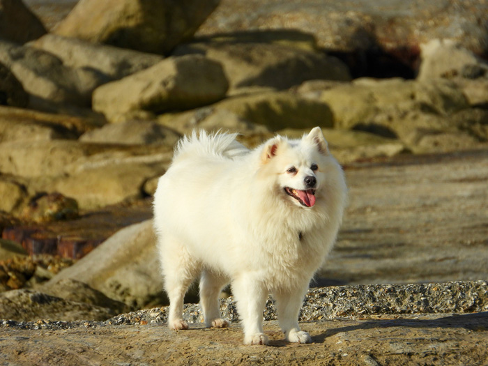Fluffy white dog standing on rocky terrain, ideal for cold climates.