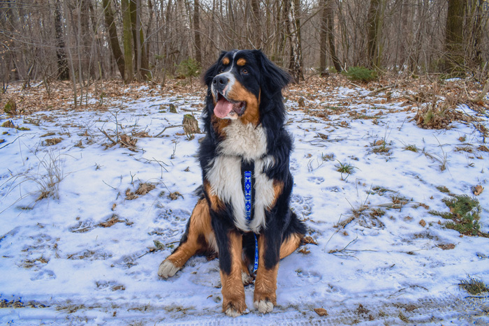 Dog breed suited for cold climates sitting on snowy forest ground.