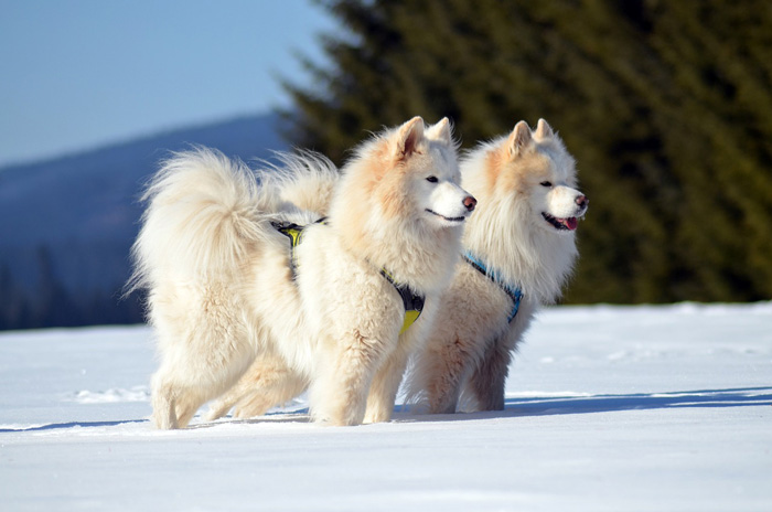 Two fluffy white dogs standing in snowy landscape, ideal winter dog breeds for cold climates.