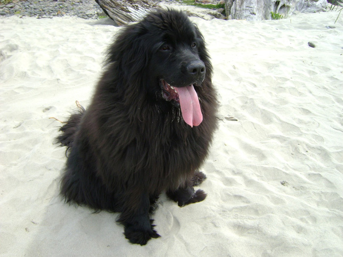 Fluffy black dog sitting on a sandy beach, ideal winter dog breed for cold climates.