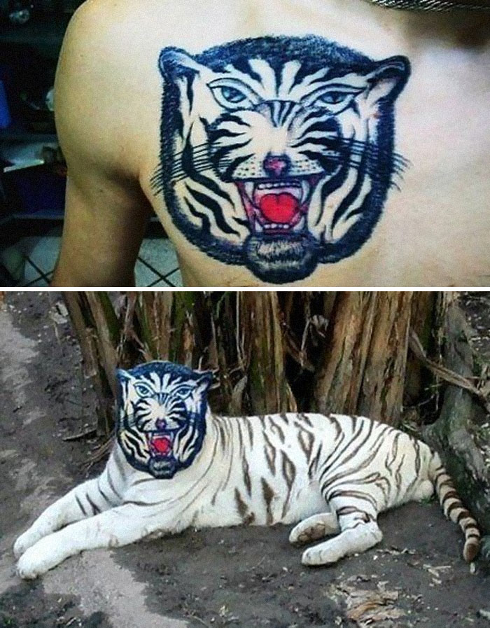 Tiger tattoo fail on chest; similar design humorously edited onto a real tiger's face.