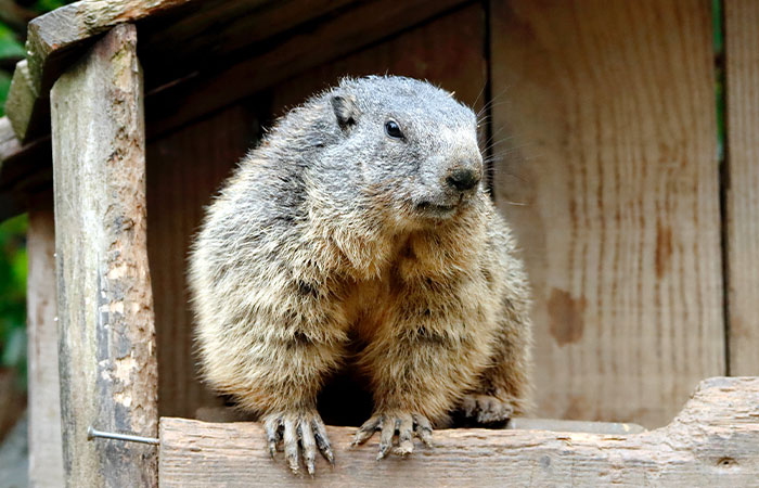 Crowd Witnesses Historic Groundhog Day As Punxsutawney Phil Doesn&rsquo;t See His Shadow