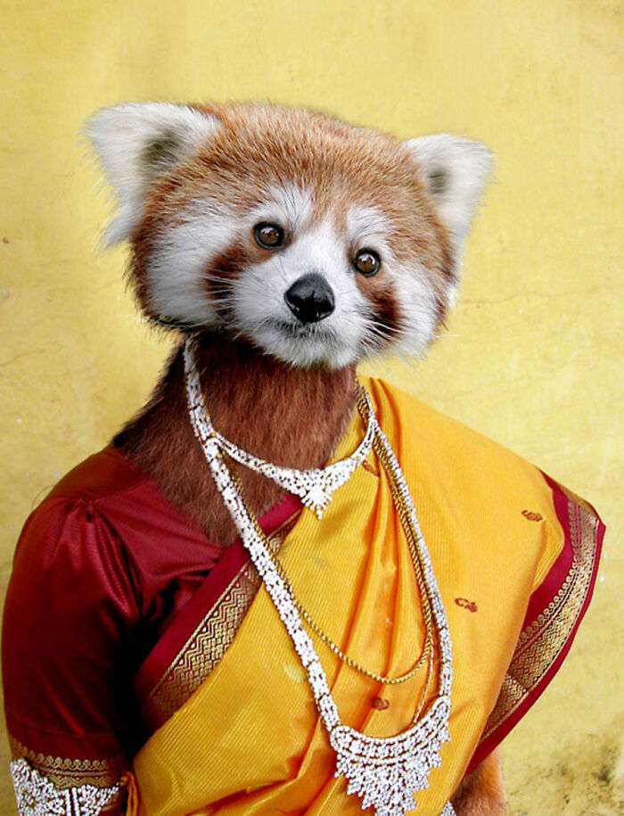 These Designers Were Challenged To Use Photoshop To Dress Animals (30 Pics)