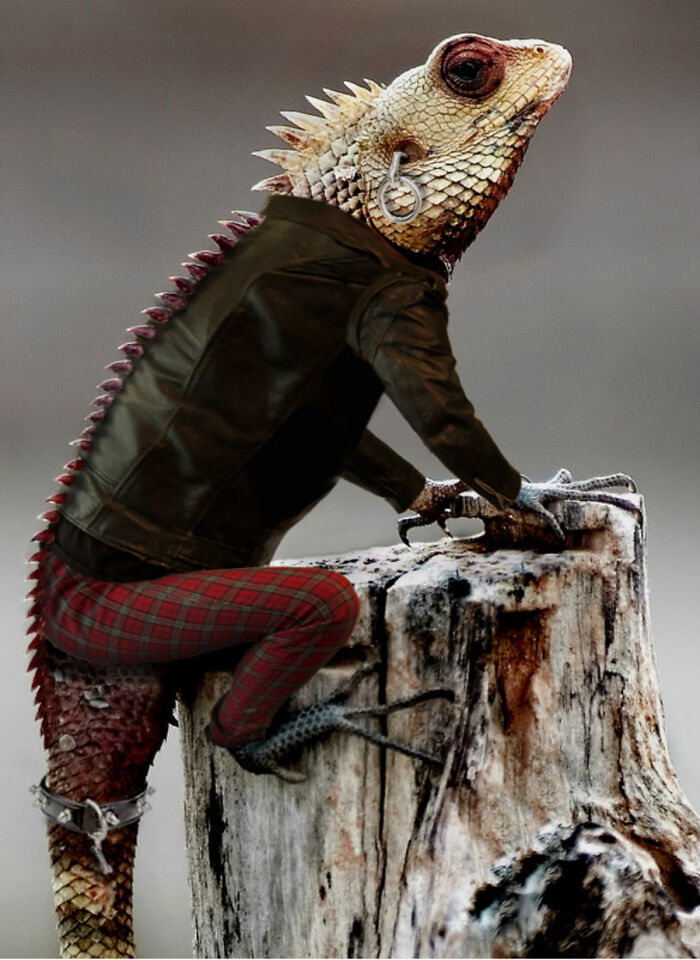 These Designers Were Challenged To Use Photoshop To Dress Animals (30 Pics)