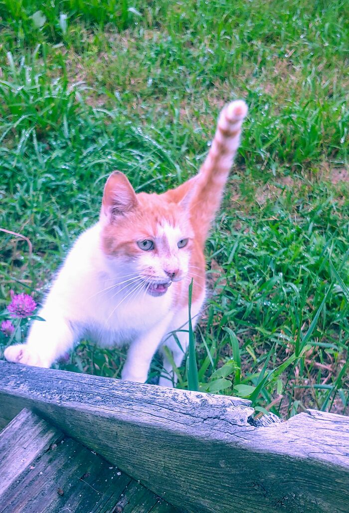 My Neighbor's Cat Loves Me. He Comes Over Almost Every Day For Pets And To Talk. He's A Very Chatty Cat! I Call Him Mouse. He's Such A Sweet Boy!