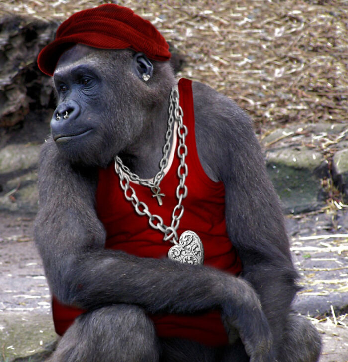 These Designers Were Challenged To Use Photoshop To Dress Animals (30 Pics)