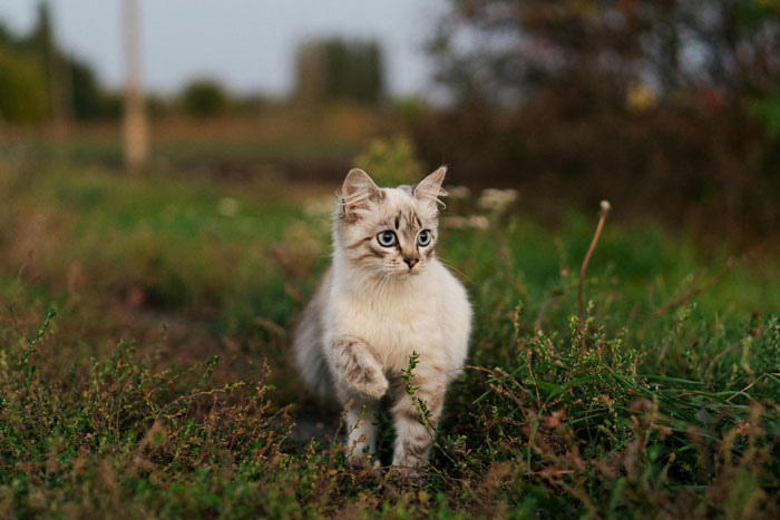 &ldquo;[Am I The Jerk] For Calling Off My $40K Wedding Because My Fianc&eacute; Dropped My Cat Off Somewhere?&rdquo;