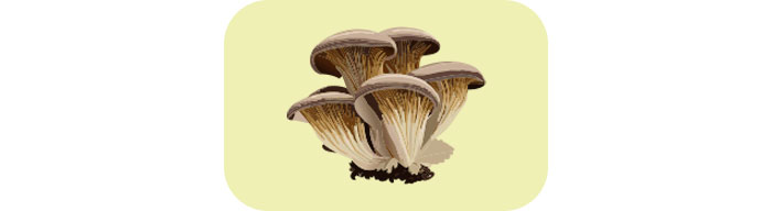 Oyster mushrooms