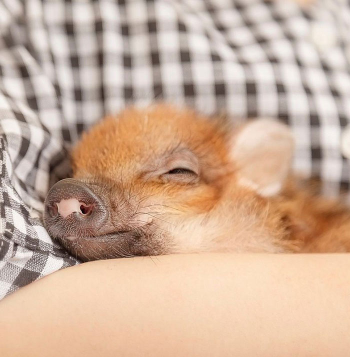 Pigs At This Cafe In Tokyo Are Called &ldquo;Buta-San,&rdquo; And They Trot Around Looking For Pets