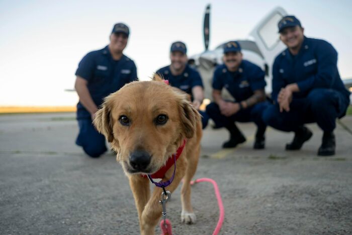 Saved After 8 Days In A Shipping Container, Connie The Dog Is Revealed To Be Expecting Saved After 8 Days In A Shipping Container, Connie The Dog Is Revealed To Be Expecting