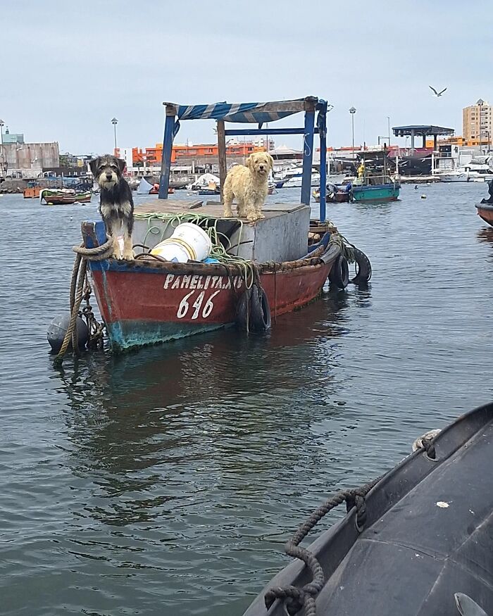 Two stranded dogs on a boat in the sea near Chilean coast, finally rescued. Two stranded dogs on a boat in the sea near Chilean coast, finally rescued.