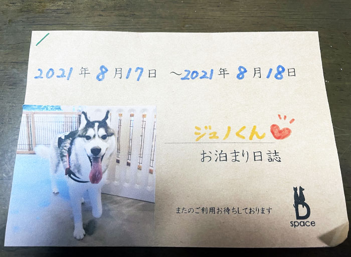 Photo of a happy husky dog on a Japanese pet diary page illustrating unique Japan culture moments.