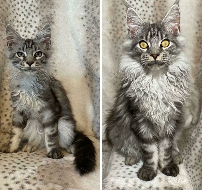 We Adopted Nova 12 Weeks Ago Today And I Wanted To Share With You All How Much He Has Changed Since He Arrived!