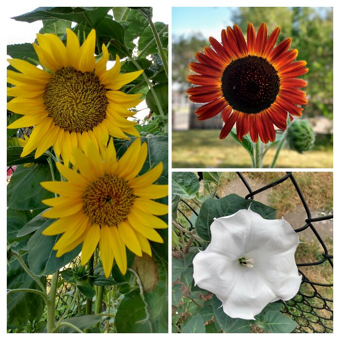 Flowers From My Garden