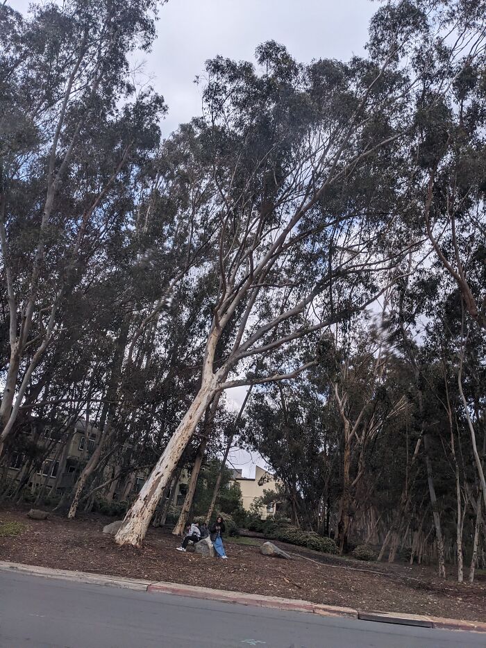 Is It Just Me Or Does That Look Like Hands? ( The Tree Over The Ppl)