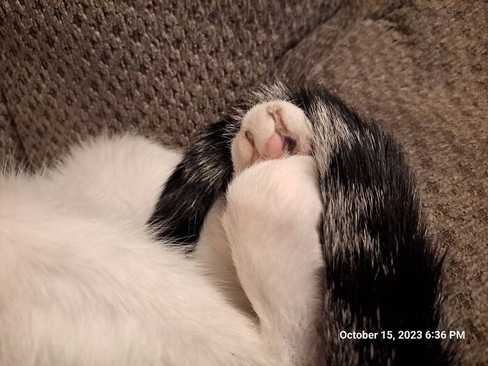 The Way My Cat Hilda Curls Her Toes Over When She Sleeps!