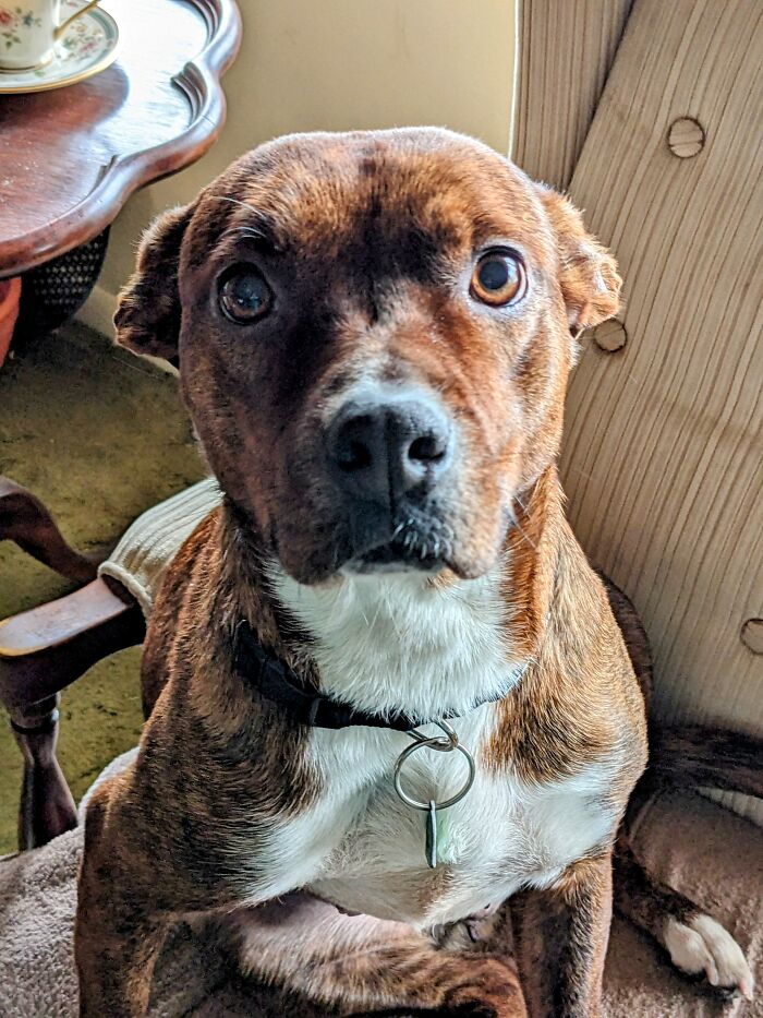 Sadie...we Rescued Her And It Has Been Wonderful Ever Since!