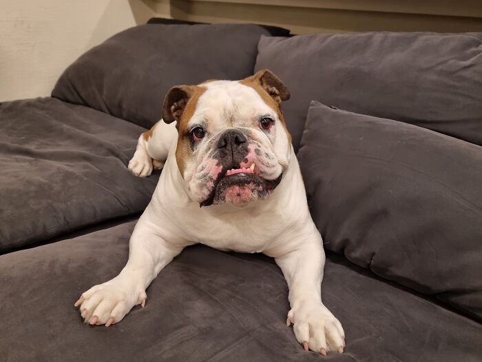 Sushi - Our English Bulldog Girl