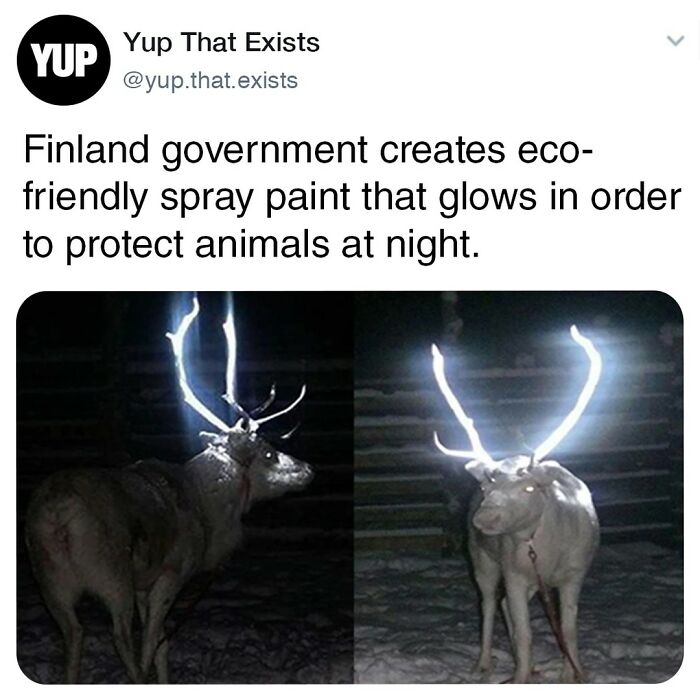 Reindeer with glowing antlers from eco-friendly spray paint made to protect animals at night, featured on Yup That Exists.