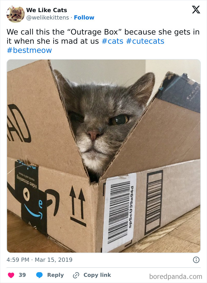 Cat looking grumpy inside a cardboard box labeled "Outrage Box," showcasing a cute and funny meme.