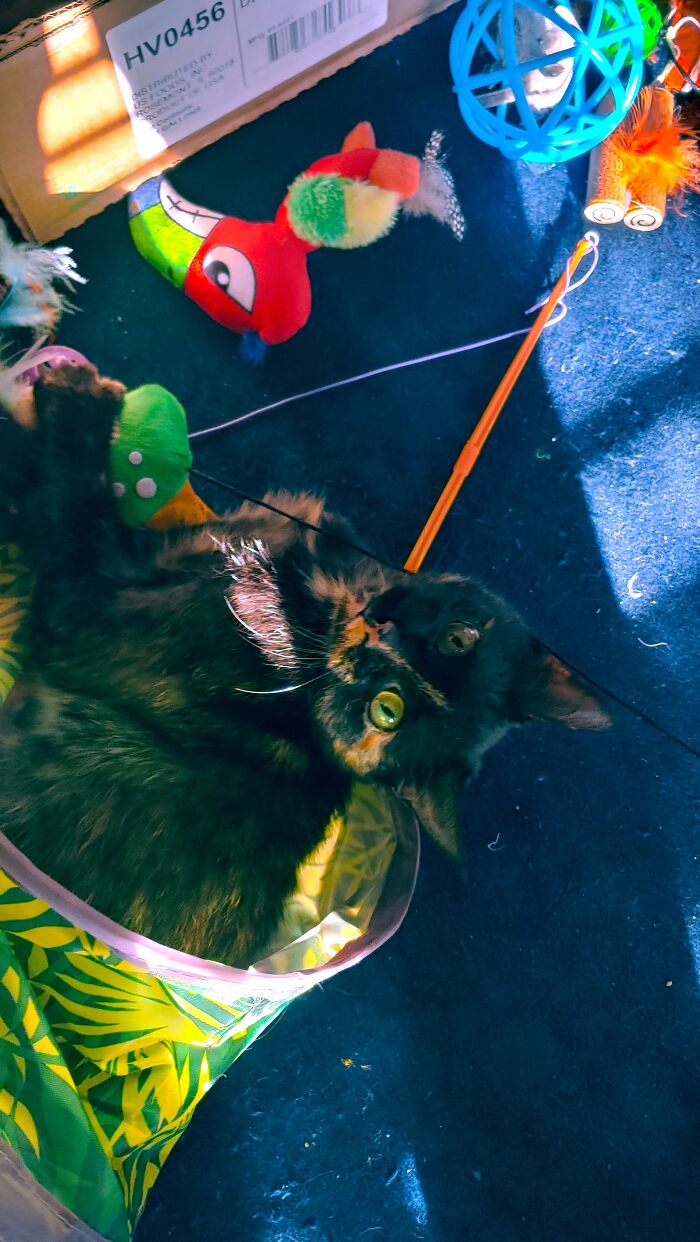 First Time Cinder Played After 6 Weeks Of Nursing Her Back To Health After Being Abandoned Outside By Her Previous Owners. She Was Really Bad Off And I Was Worried. I Felt Such Relief Finally Seeing Her Have Fun