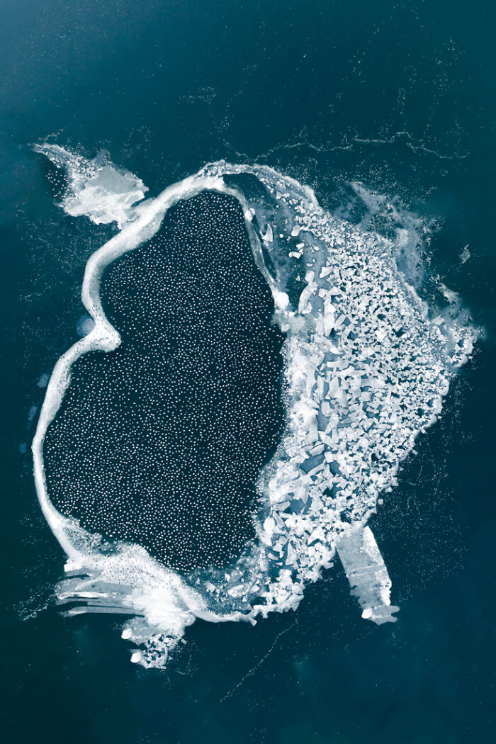 "Mallards Fighting The Cold" (Series) By Omar Ghrayeb