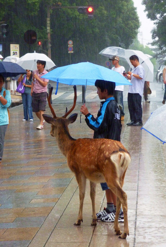 Boy holding a blue umbrella standing next to a deer on a rainy street in Japan, showcasing unique Japan scenes.
