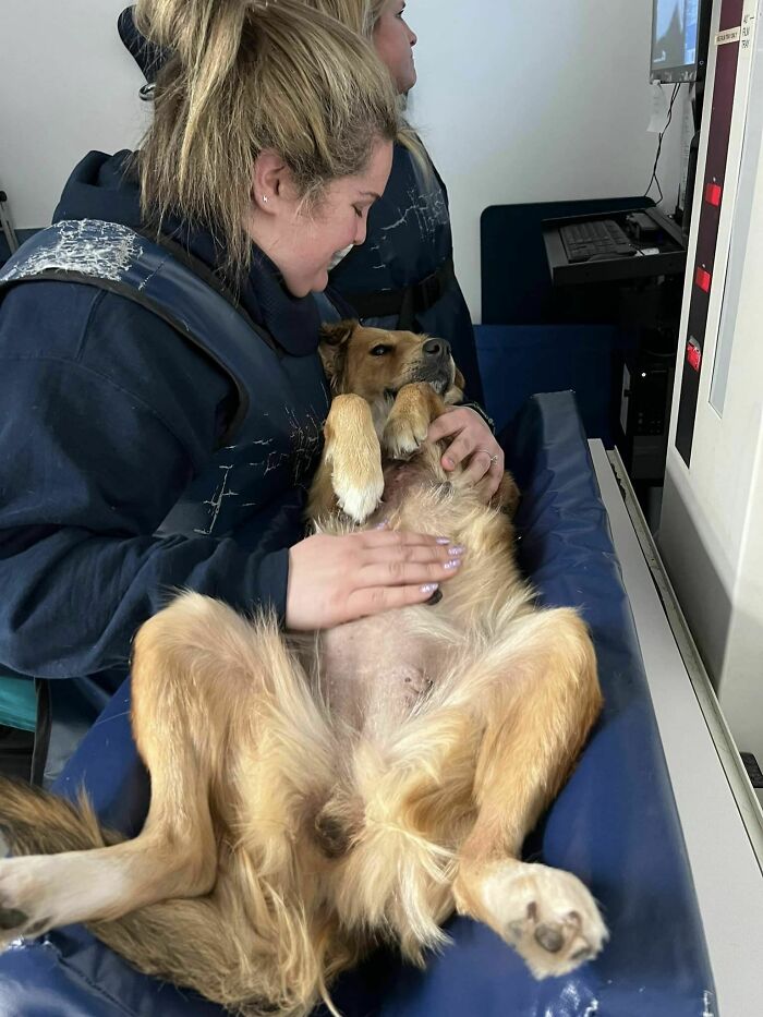 Saved After 8 Days In A Shipping Container, Connie The Dog Is Revealed To Be Expecting Saved After 8 Days In A Shipping Container, Connie The Dog Is Revealed To Be Expecting