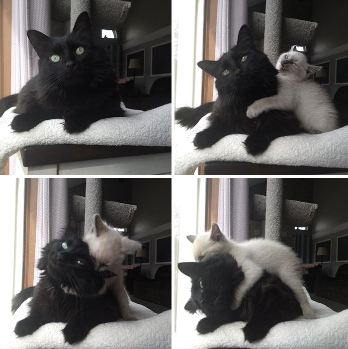 Sebastien Recently Gained A New Little Sister