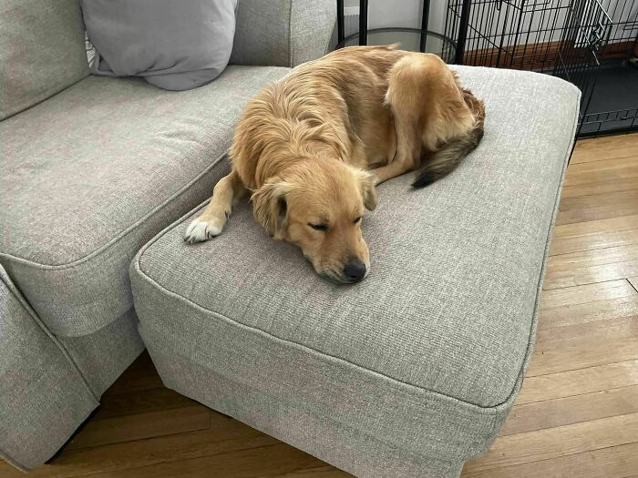 Saved After 8 Days In A Shipping Container, Connie The Dog Is Revealed To Be Expecting Saved After 8 Days In A Shipping Container, Connie The Dog Is Revealed To Be Expecting