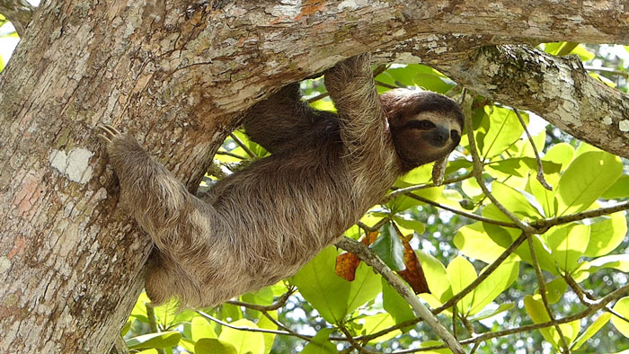 Sloth hanging on a tree branch surrounded by green leaves, illustrating weird and fun facts to know.