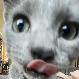 dominichackman avatar