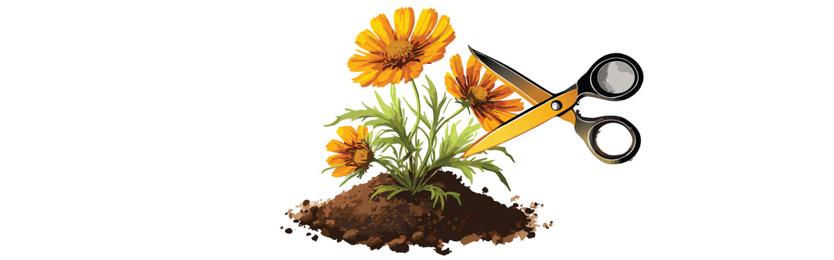 Illustration of coreopsis with scissors Illustration of coreopsis with scissors