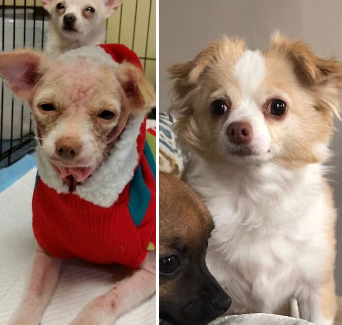 Lucia Was Skinny And Mangy And Naked And Itchy And Scared When Rescued From A Hoarder. Now She’s Fluffy And Happy And Dare I Say It A Bit Plump. Rescued By Good Karma In Florida