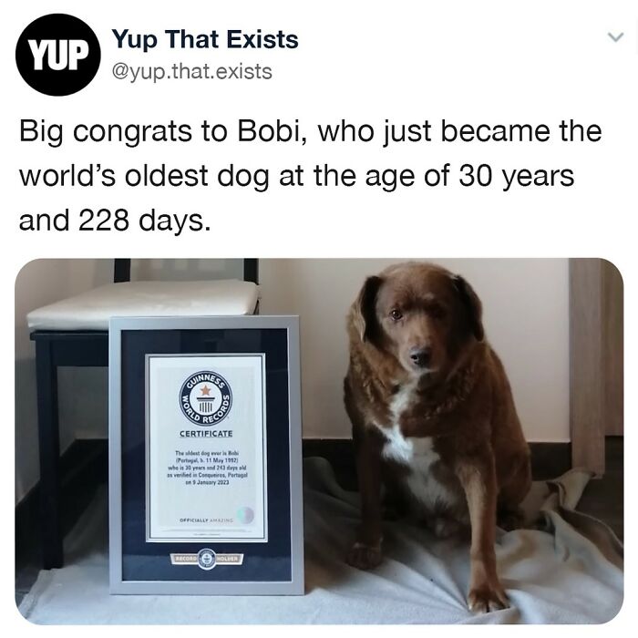 World’s oldest dog Bobi at 30 years old sitting next to a framed Guinness World Records certificate for weird but real things.