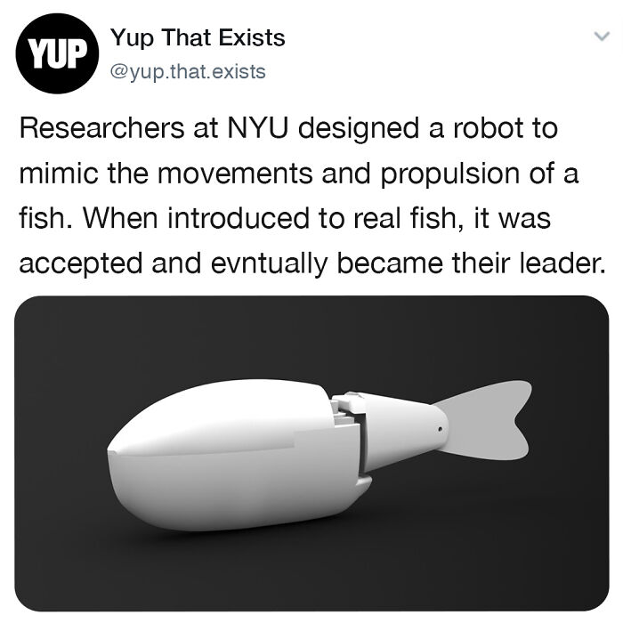 A robot designed to mimic fish movement accepted by real fish, showcasing weird but very real things from Yup That Exists.