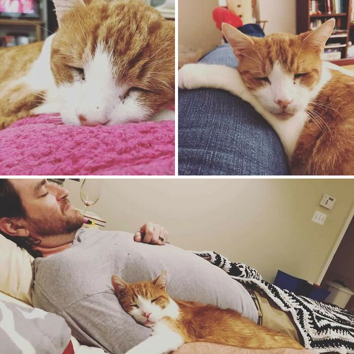 Had To Say Goodbye To Becker. Adopted Him At 18 Because He Needed A Final Home And He Surprised Us By Being The Most Loving Cat That Ever Lived. Never Missed An Opportunity To Get Pets And Would Always Greet You At The Door. I Don't Think He Ever Stopped Purring. #adoptdontshop