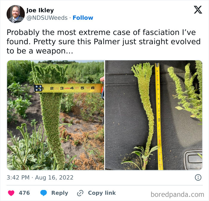 If It Was A Female, Then It Would Definitely Be A Weapon