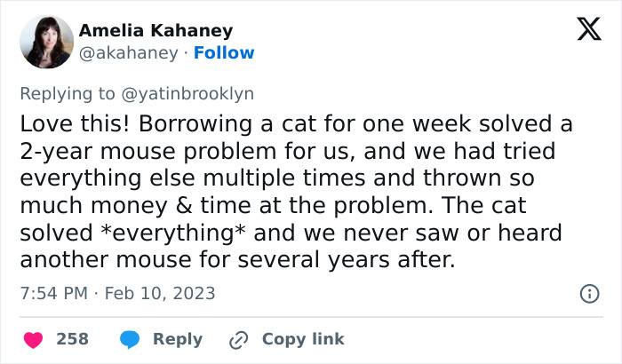 Woman Shares A Hilarious Conversation Between Her And Her Landlord Who Hired A Cat As Pest Control