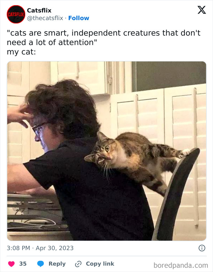 Person at a desk with a cat playfully hanging over their shoulder, capturing a funny cat moment.