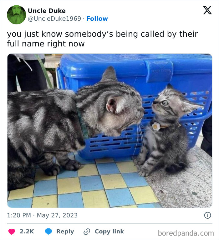 Cute and funny meme of a big gray tabby cat staring at a smaller tabby kitten on a colorful tiled floor.