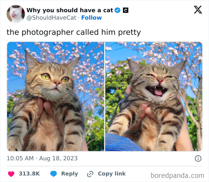 Cute cat being held outdoors with two different funny expressions against a blue sky and cherry blossoms.